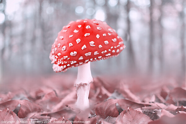 Misty Woodland Fly Agaric Picture Board by Alison Chambers