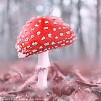 Buy canvas prints of Misty Woodland Fly Agaric by Alison Chambers