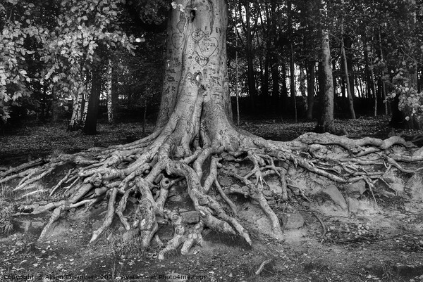 Newmillerdam Tree Roots Picture Board by Alison Chambers