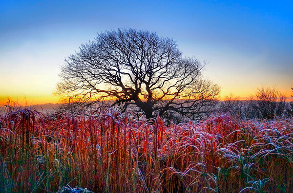Emley Winter Oak Sunrise Picture Board by Alison Chambers
