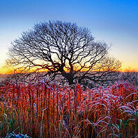 Buy canvas prints of Emley Winter Oak Sunrise by Alison Chambers