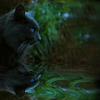 Buy canvas prints of Night Cat Reflection  by Alison Chambers