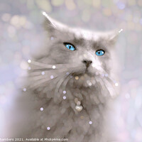 Buy canvas prints of Blue Eyes by Alison Chambers