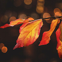 Buy canvas prints of Autumn Leaves by Alison Chambers
