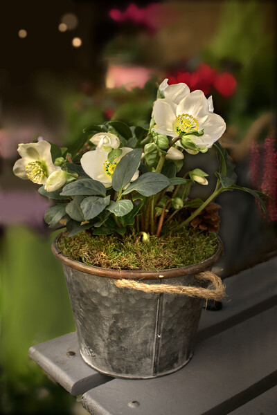 Christmas Rose Picture Board by Alison Chambers