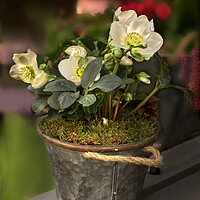 Buy canvas prints of Christmas Rose by Alison Chambers
