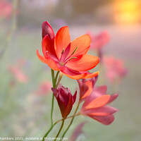 Buy canvas prints of Sunset River Lily by Alison Chambers