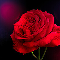 Buy canvas prints of Red Rose  by Alison Chambers