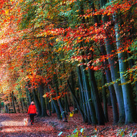 Buy canvas prints of Newmillerdam Autumn Woodland Portrait  by Alison Chambers