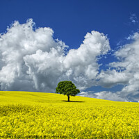 Buy canvas prints of Oilseed Landscape  by Alison Chambers