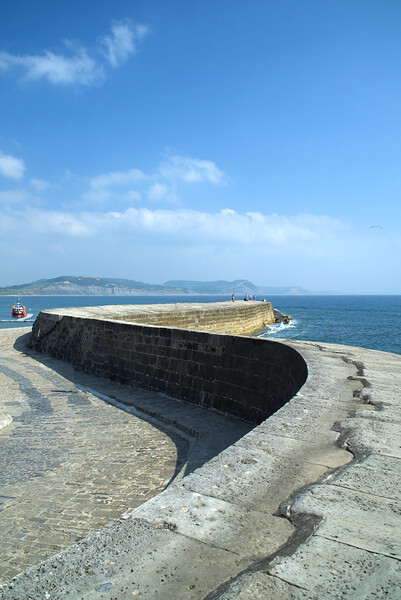 Lyme Regis The Cobb  Picture Board by Alison Chambers