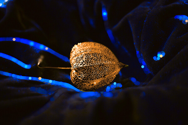 Golden Seed Pod on Blue Velvet Picture Board by Alison Chambers