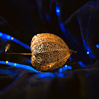 Buy canvas prints of Golden Seed Pod on Blue Velvet by Alison Chambers