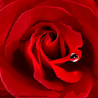 Buy canvas prints of Romantic Red Rose by Alison Chambers