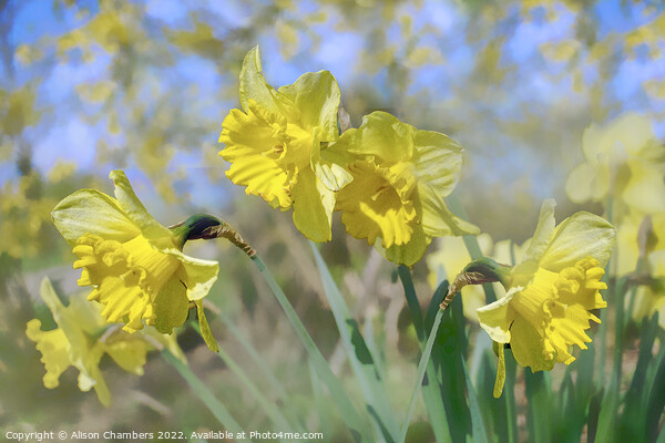 Fresh Spring Daffodils  Picture Board by Alison Chambers