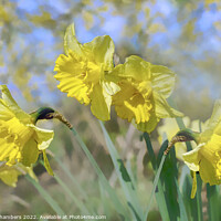 Buy canvas prints of Fresh Spring Daffodils  by Alison Chambers