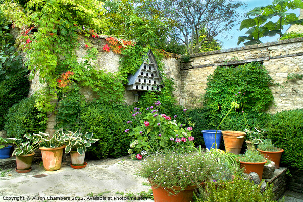 A Courtyard Garden Picture Board by Alison Chambers