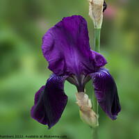 Buy canvas prints of Bearded Iris by Alison Chambers