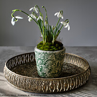 Buy canvas prints of Served On A Tray Snowdrops by Alison Chambers