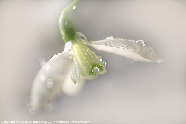 Glistening Snowdrop Picture Board by Alison Chambers