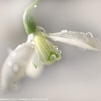 Buy canvas prints of Glistening Snowdrop by Alison Chambers