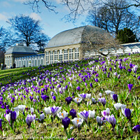 Buy canvas prints of Sheffield Botanical Gardens Crocuses by Alison Chambers