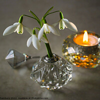 Buy canvas prints of Snowdrops and Candlelight  by Alison Chambers