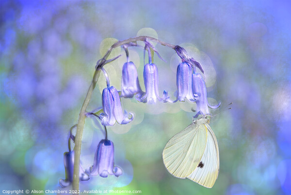 Bluebell and Butterfly Picture Board by Alison Chambers