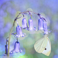 Buy canvas prints of Bluebell and Butterfly by Alison Chambers