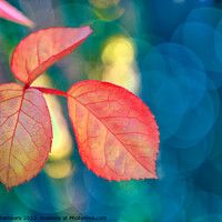Buy canvas prints of Rose Leaf by Alison Chambers