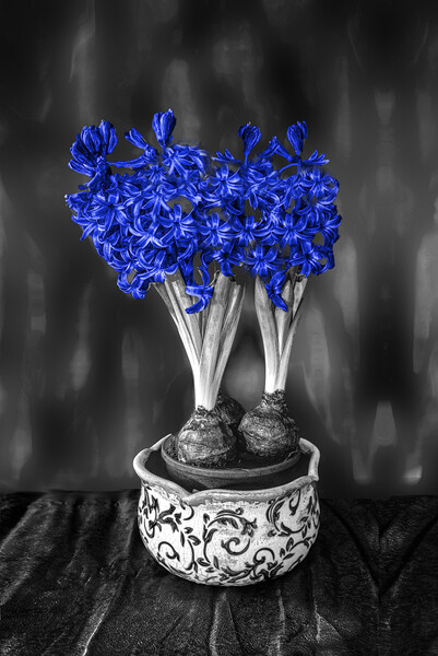 Blue Hyacinths  Picture Board by Alison Chambers