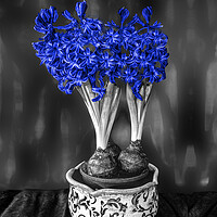 Buy canvas prints of Blue Hyacinths  by Alison Chambers