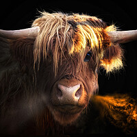 Buy canvas prints of Highland Cow by Alison Chambers
