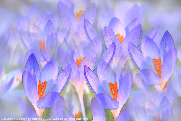 Pretty Crocuses  Picture Board by Alison Chambers