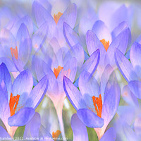 Buy canvas prints of Pretty Crocuses  by Alison Chambers