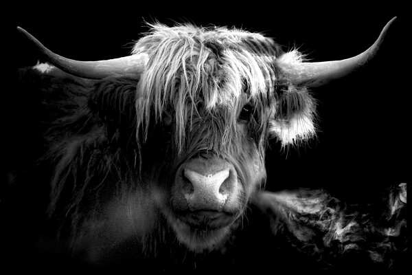 Scottish Highland Cow Picture Board by Alison Chambers