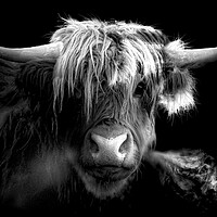 Buy canvas prints of Scottish Highland Cow by Alison Chambers