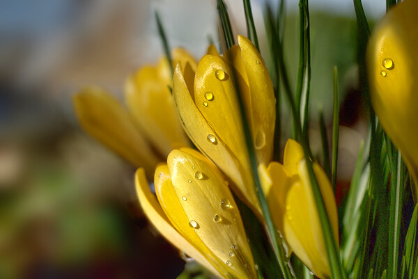 Crocus Raindrops Picture Board by Alison Chambers