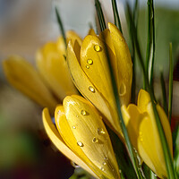 Buy canvas prints of Crocus Raindrops by Alison Chambers