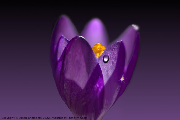 Dark Crocus Glow Picture Board by Alison Chambers