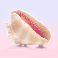 Buy canvas prints of Conch Sea Shell  by Alison Chambers