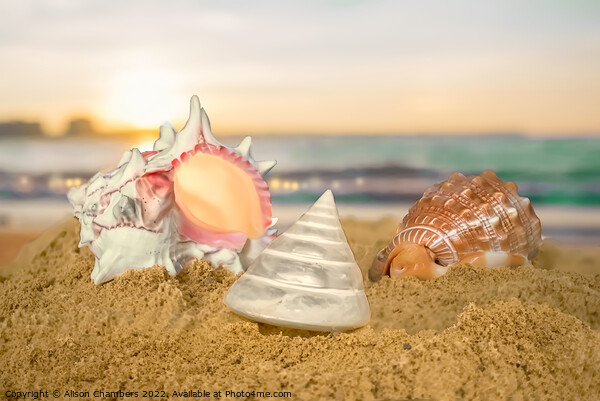 Seashells Picture Board by Alison Chambers