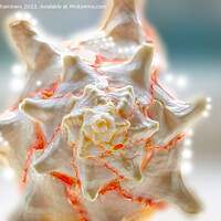 Buy canvas prints of Seashell Fractal by Alison Chambers