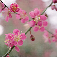 Buy canvas prints of Cherry Blossom  by Alison Chambers