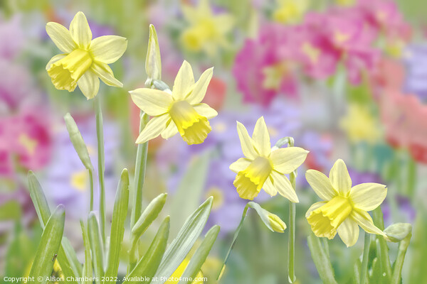 Daffodils  Canvas Print by Alison Chambers