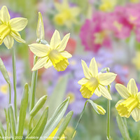 Buy canvas prints of Daffodils  by Alison Chambers