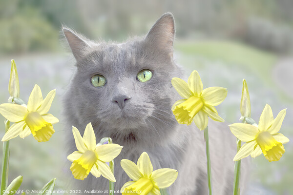 Cat And Daffodils  Picture Board by Alison Chambers