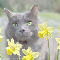 Buy canvas prints of Cat And Daffodils  by Alison Chambers