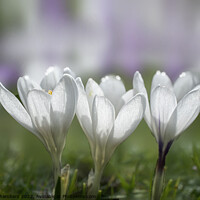 Buy canvas prints of White Crocus Trio by Alison Chambers