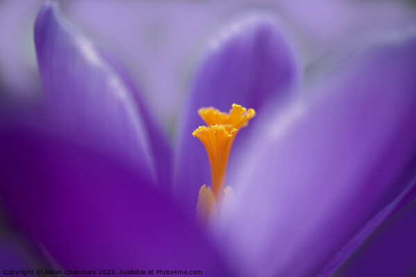 Defocus Crocus Picture Board by Alison Chambers